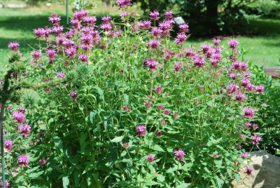 Monarda didyma - zavinutka podvojná - celá bylina